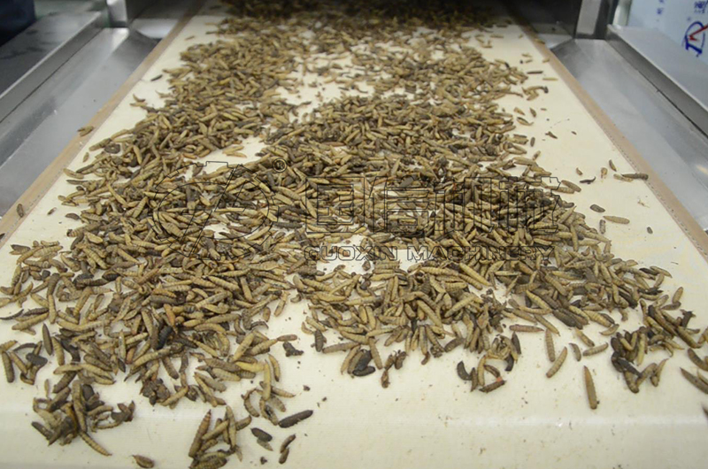 黑水虻微波烘幹